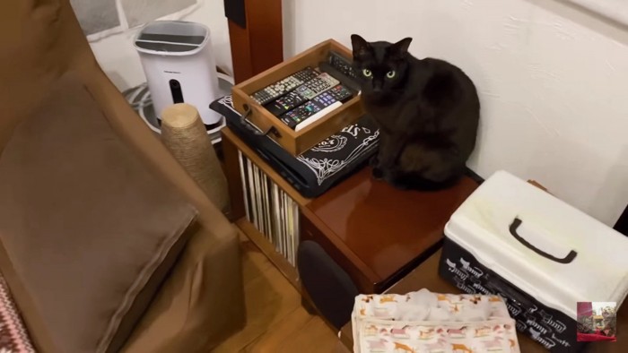 棚の上の黒猫