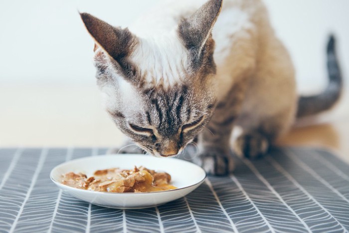 お皿からウェットフードを食べる猫