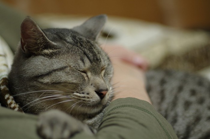 腕枕をしてもらって眠る猫
