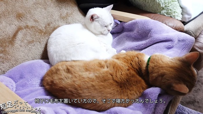 毛布の上にいる白猫と茶色の猫