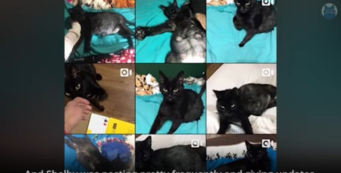 母猫リコリスの写真や動画