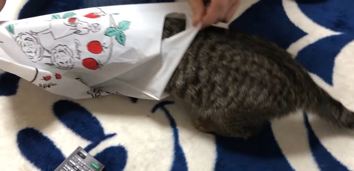 袋の中に入る猫