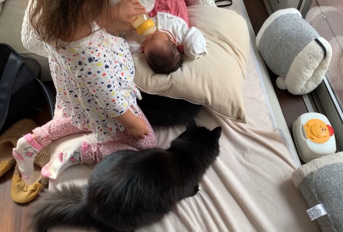 赤ちゃんを見ている黒猫