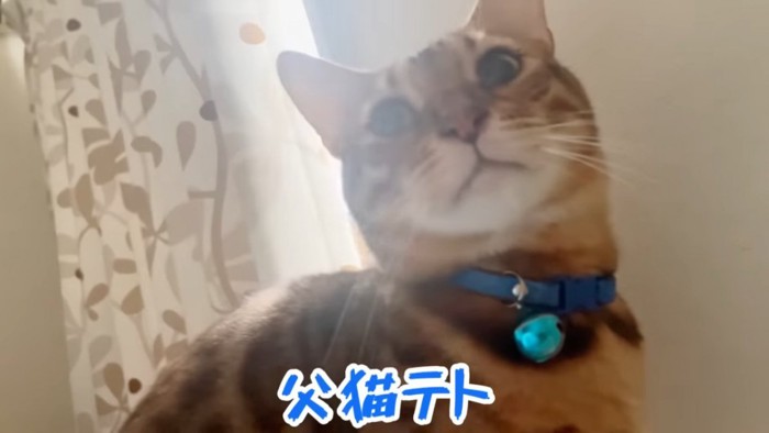 青い首輪の猫の顔