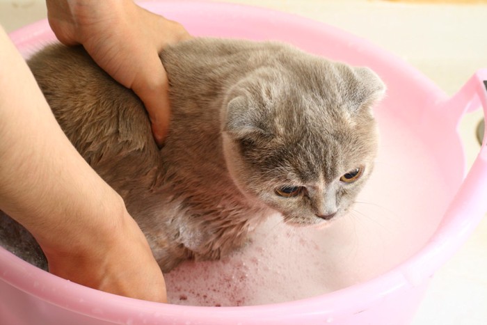 お風呂に入れてもらう猫