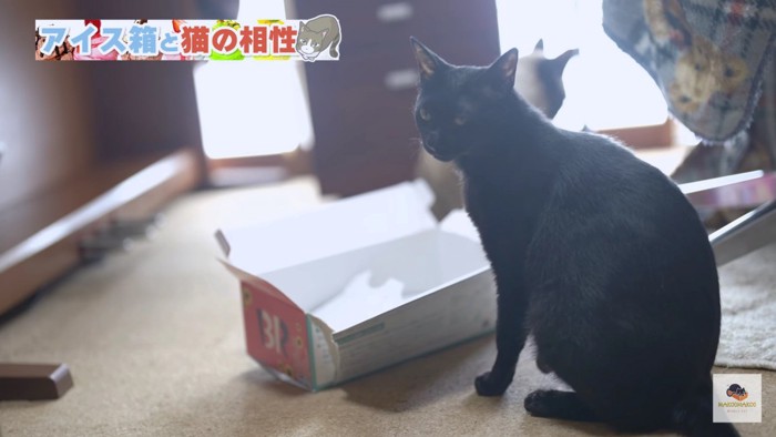 箱の手前で振り向く黒猫