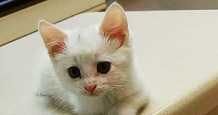 デスクの上に白い子猫