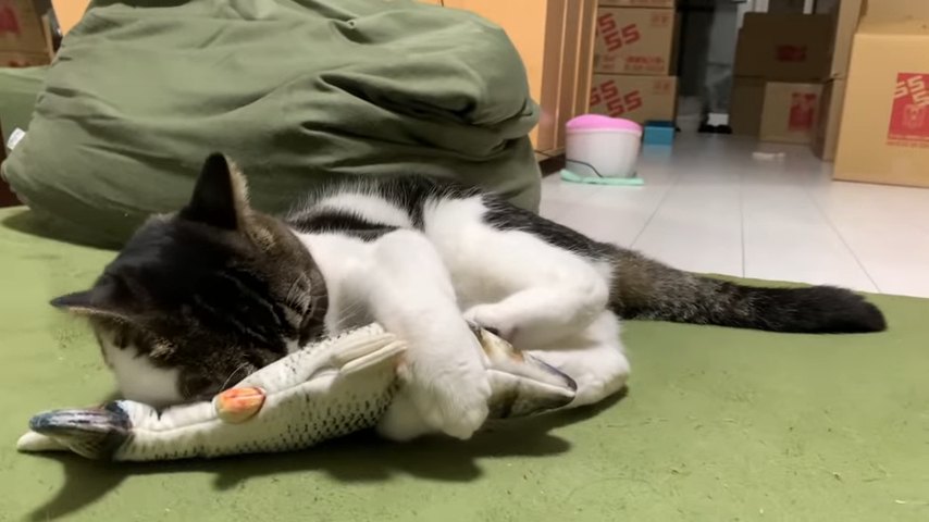 魚のおもちゃのニオイを嗅ぐ猫