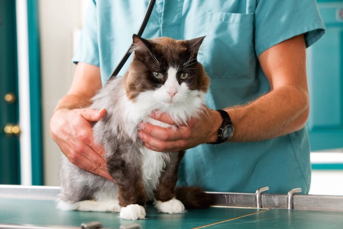 獣医師に診察をされる猫