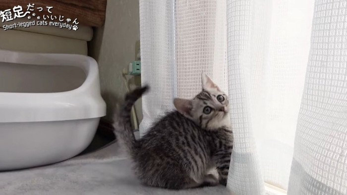 カーテンの前に座る猫