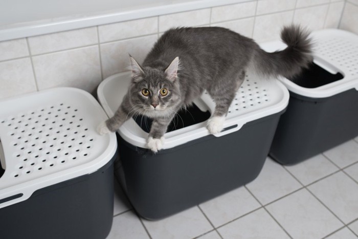 猫トイレとその上に乗る猫