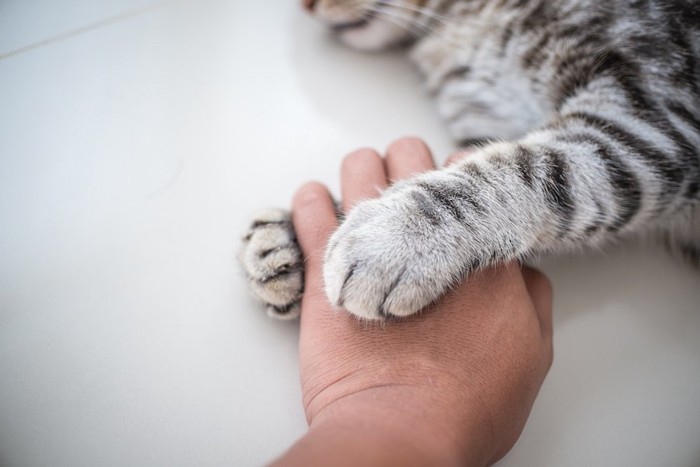 人の手を握る猫の手
