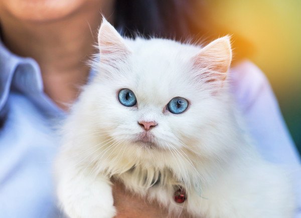 抱っこされる青い目の白いペルシャ子猫