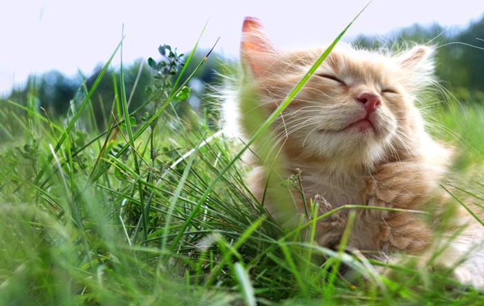 草原に居る猫