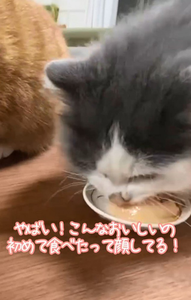 ペースト状おやつを食べるあさりちゃん