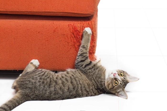 ソファーで爪をとぐ猫