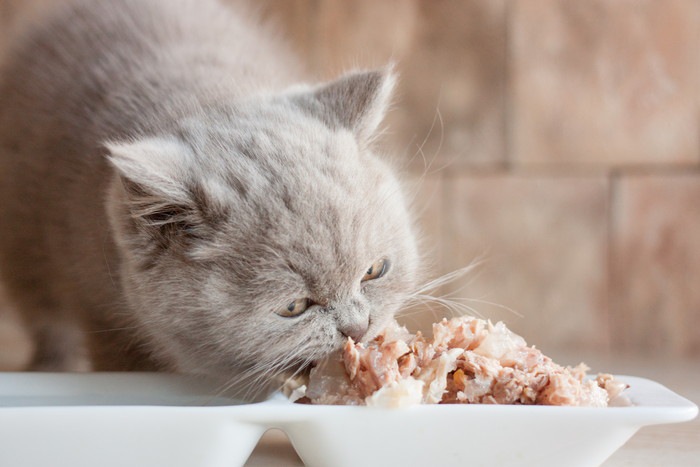 ウェットフードを食べる猫