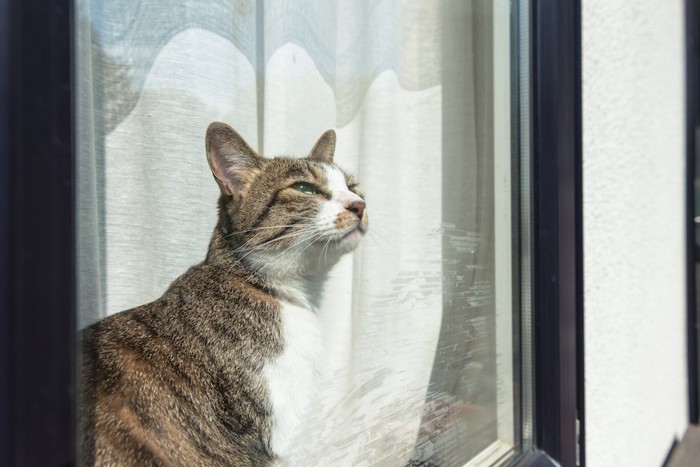 窓辺で日なたぼっこする猫