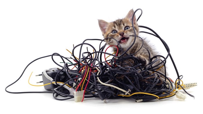 子猫と電気コード