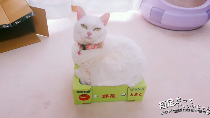 トマトの箱の中にいる猫