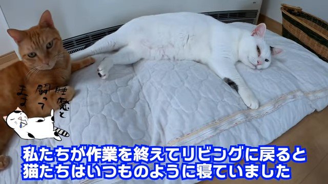 暖房の前で寝転ぶ2匹の猫