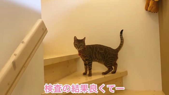 階段で立つ猫