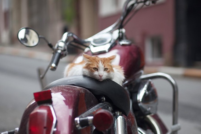 赤いバイクの上に乗る猫