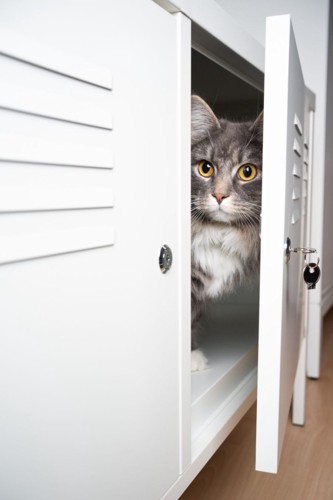 棚の開いた扉から顔を出す猫