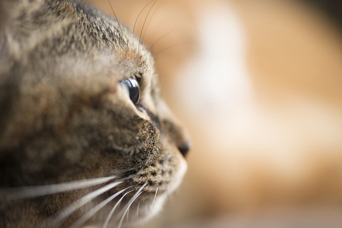 遠くを見つめる末期のリンパ腫の猫