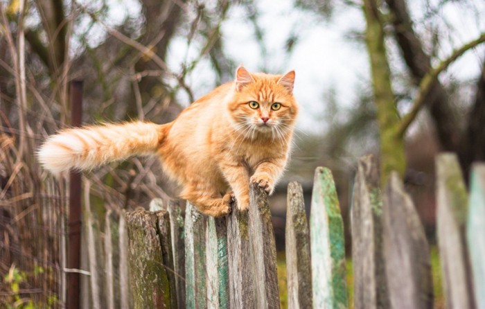 尖った木の塀を歩く猫