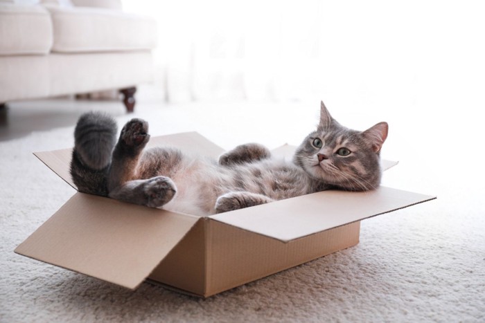 箱に入りつまらなそうな猫