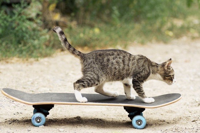 スケートボードに乗る猫
