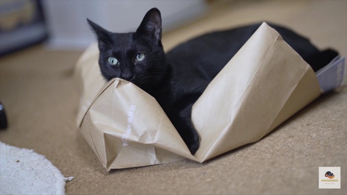 紙袋の上の黒猫