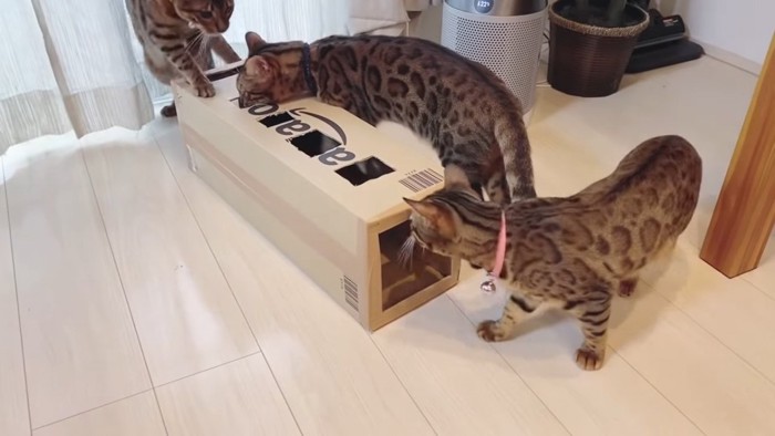 箱に集まる猫たち