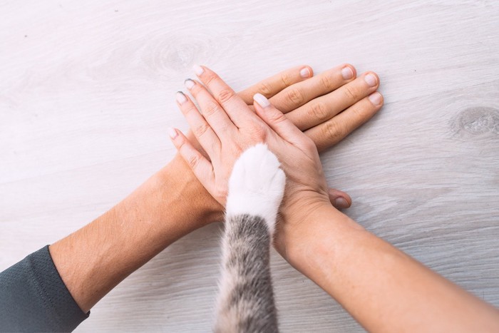 手を重ね合う猫