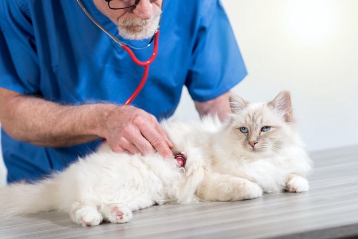 獣医師に聴診器を当てられている猫