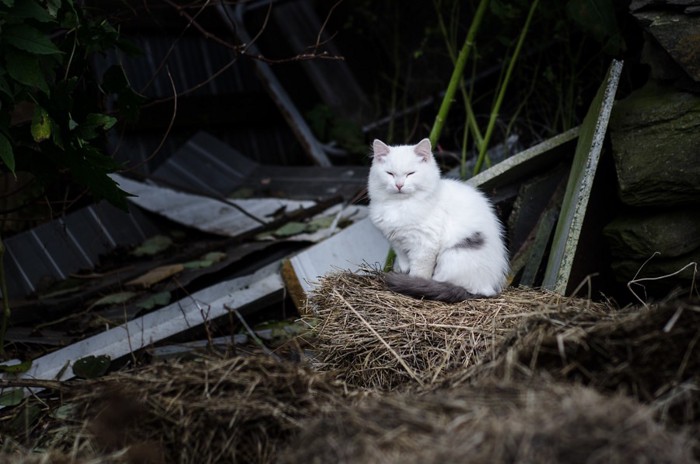 藁の上に座っている白猫