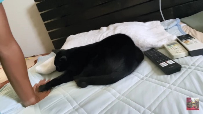 ベッドの上で手を伸ばす黒猫