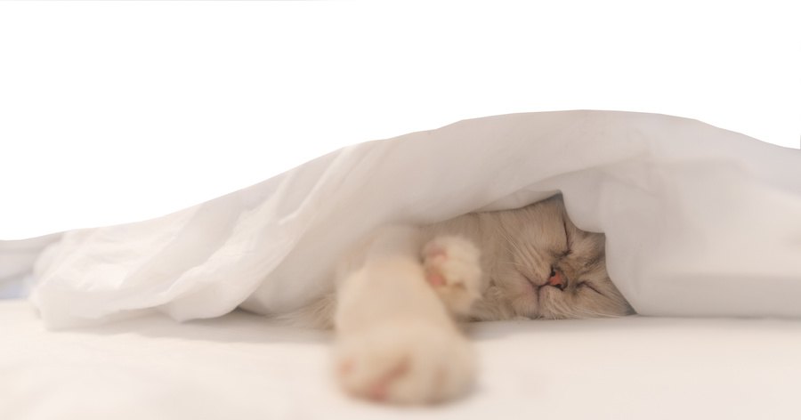 布団の中に隠れて眠る猫