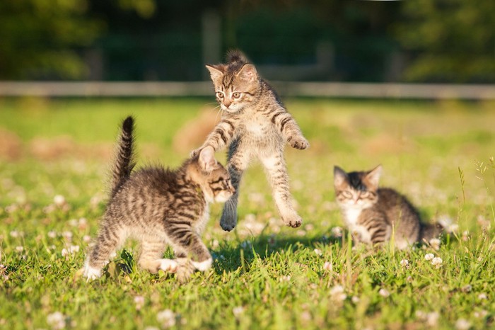 草原で遊ぶ子猫たち