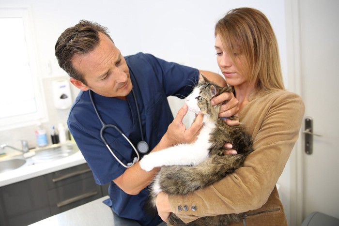 動物病院で男性獣医師の診察を受診する猫と飼い主