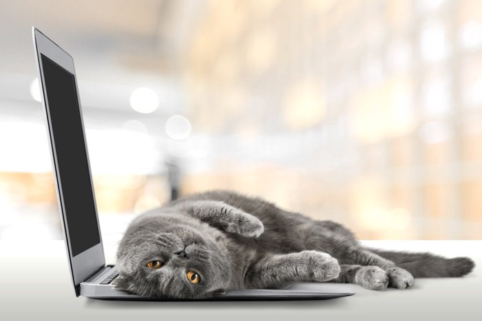 ノートパソコンに乗ってアピールする猫