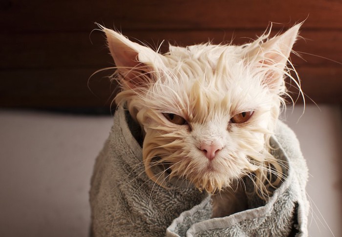 ずぶ濡れでタオルに包まる猫