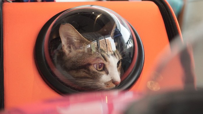 宇宙船型のキャリーリュックに入る猫