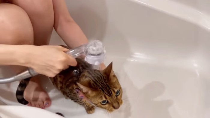 シャワーで体を濡らされる猫