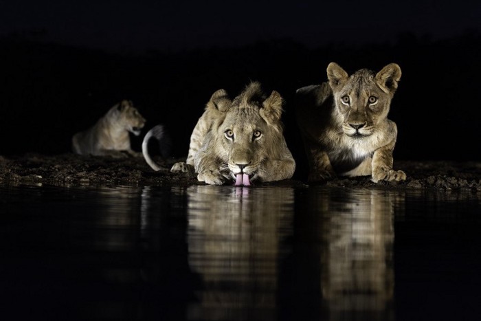 水を飲むライオン