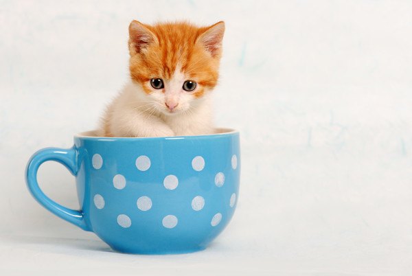 水玉のカップに入る子猫
