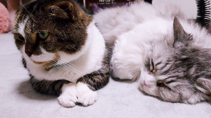 顔を横に向ける猫と寝ている猫