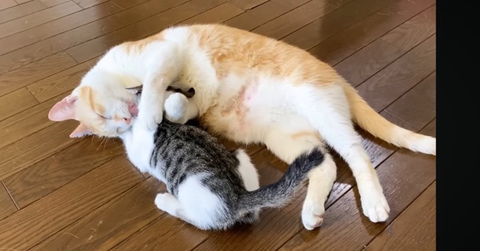 子猫を抱きしめて舐める猫