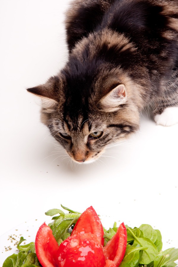 トマトとほうれん草を見る猫